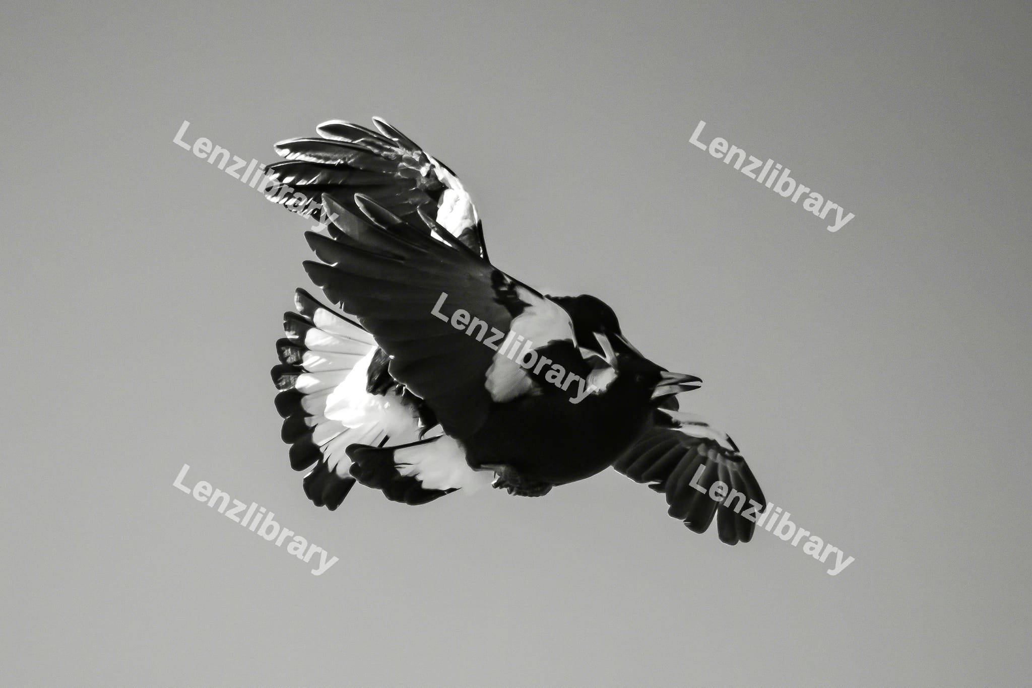 Magpies Bird